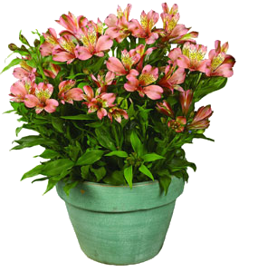 plante alstroemeria
